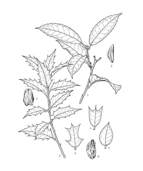 Natural compounds from  Ilex cornuta
